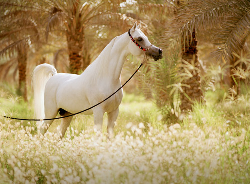 Al Adeed Al Shaqab ( Ansata Halim Shah x Sundar Alisayyah )